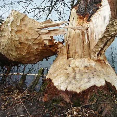 Waard Bed & Breakfast Kekerdom