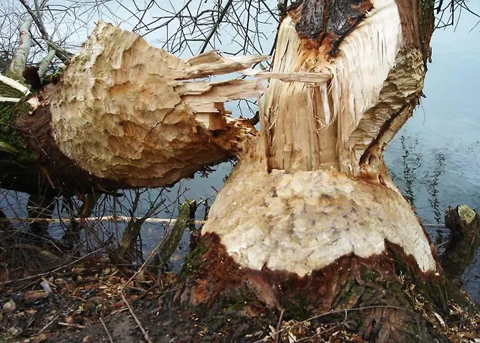 Waard Bed & Breakfast Kekerdom